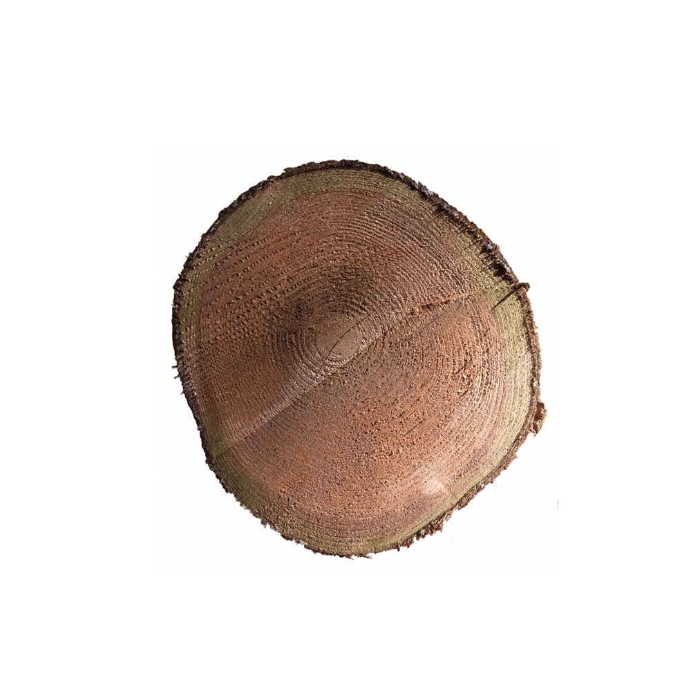 Óriás tuja (Arborvitae) illóolaj - doTERRA - 5ml