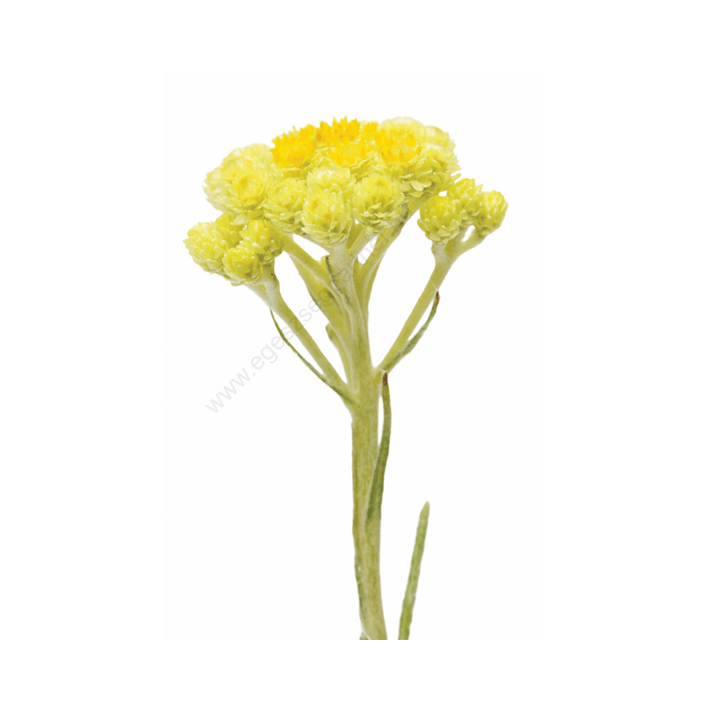 helichrysum_virág